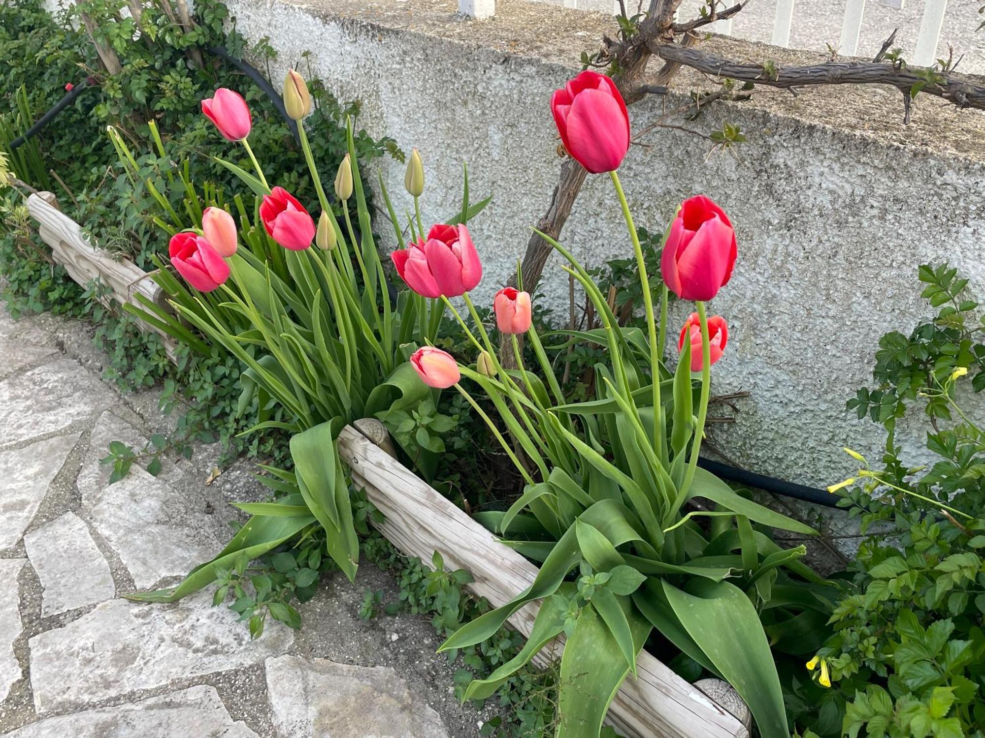B&B Case Vacanza Orchidea Marina Di Macchia Vicino A Mattinata Gargano Monte SantʼAngelo Exterior foto