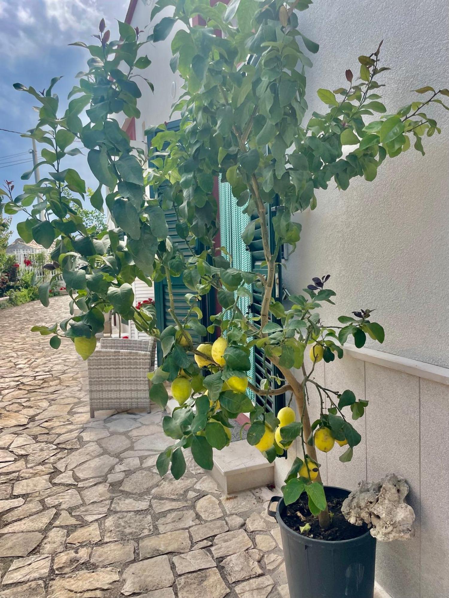 B&B Case Vacanza Orchidea Marina Di Macchia Vicino A Mattinata Gargano Monte SantʼAngelo Exterior foto