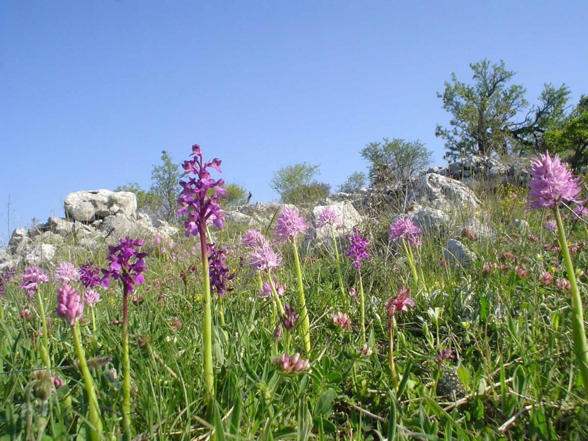 B&B Case Vacanza Orchidea Marina Di Macchia Vicino A Mattinata Gargano Monte SantʼAngelo Exterior foto